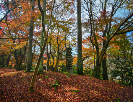 Zen garden with maple trees at autumn in Kyoto, Japan.の写真素材