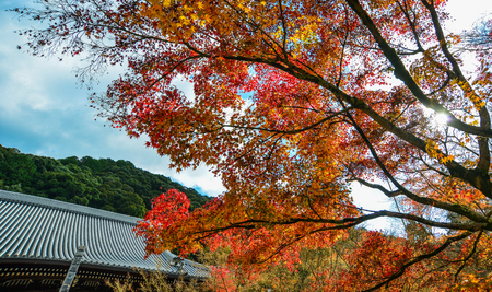 Maple trees with leaves under blue sky at autumn in Kyoto, Japan.の写真素材