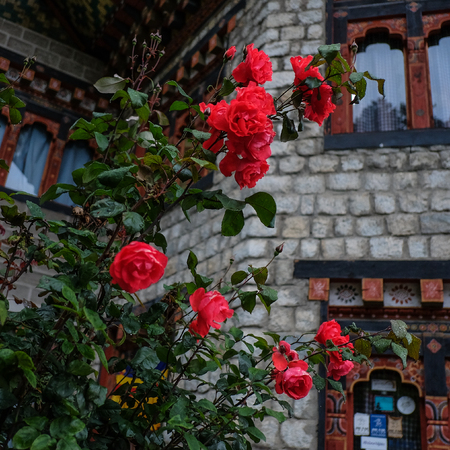 Rose flowers blooming in spring time with brick house background.の写真素材