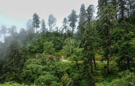 Mountain road with green forest at misty day in Bhutan.の写真素材