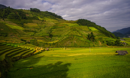 Terraced rice field at sunny day in Lao Cai Province, Northern Vietnam.