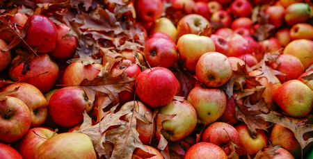 Apple fruits at supermarket in North Island of New Zealand.の写真素材