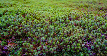 Common haircap moss (Polytrichum commune) in spring time.の素材 [FY31094301179]