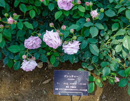 Tochigi, Japan - May 20, 2017. Gletscher rose flowers blooming at Ashikaga Park in Tochigi, Japan.のeditorial素材