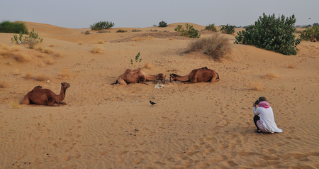 A tourist taking picture of camels on Thar desert in Jaisalmer, Rajasthan State of India.の写真素材
