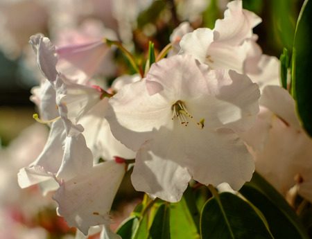 Flowers blooming at sunny day in spring time. Nature background.の写真素材