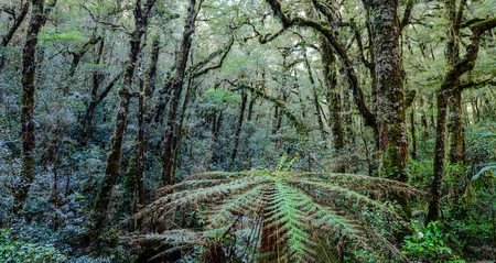 Beautiful vivid rainforest in South Island of New Zealand. Tree trunks are covered by moss and ground is full of fern.の写真素材
