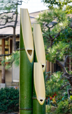 Green bamboo for decorations during New Year Festival in Japanese garden.の写真素材