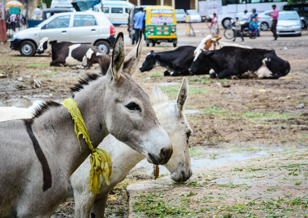 Donkeys standing on street at downtown in Jaipur, India.の写真素材