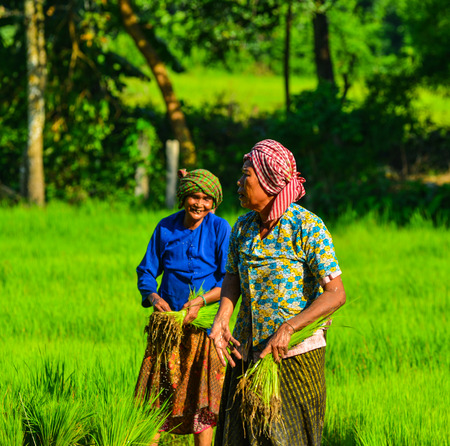 An Giang, Vietnam - Sep 2, 2017. Khmer women working on rice field in An Giang, Vietnam. An Giang is located in the Mekong Delta, in southwestern part of Vietnam.のeditorial素材