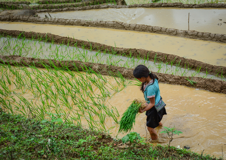 Lao Cai, Vietnam - Jun 1, 2016. A young woman working on terraced rice field in Lao Cai, Vietnam.のeditorial素材