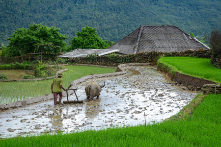 A man working with buffalo on rice field in Sa Pa, Vietnam.のeditorial素材