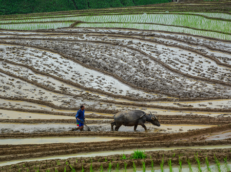 Lao Cai, Vietnam - Jun 1, 2016. A farmer working with buffalo on rice field in Lao Cai, Vietnam.のeditorial素材
