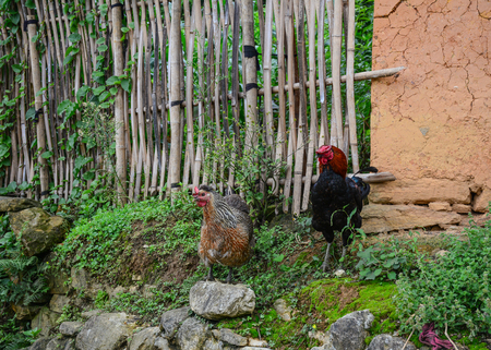 Chicken walking at countryside in Sapa Town, Northwest Vietnam.の写真素材