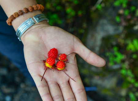 Red berries on a woman hand with nature background in autumn.の写真素材