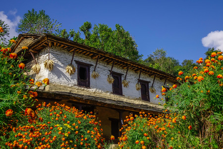 A rural house with flowers in Ghandruk, Nepal. Ghandruk is a popular place for treks in the Annapurna range of Nepal.の写真素材