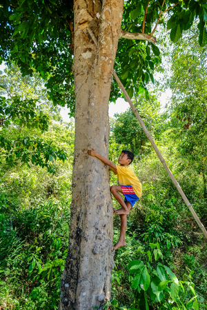 Palawan, Philippines - Apr 10, 2017. A boy climbing on tree in Coron Island, Palawan, The Philippines.のeditorial素材