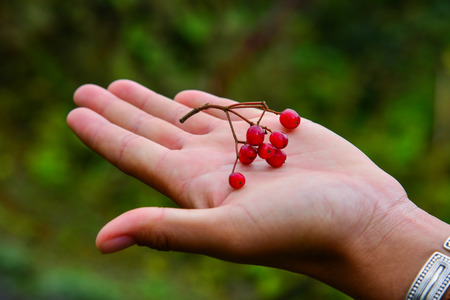 Red berries on woman hand with nature background in autumn.の写真素材