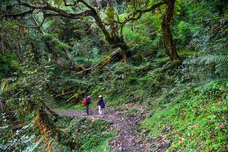 Shikha, Nepal - Oct 22, 2017. People walking on Annapurna trekking trail in Shikha, Nepal.のeditorial素材