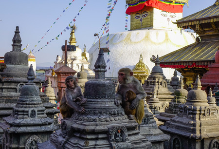 A monkey family sitting on roof top of ancient Buddhist temple in Kathmandu, Nepal.の写真素材