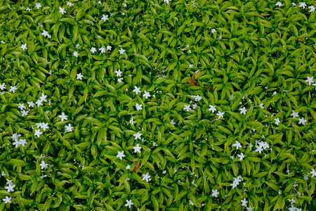 Green plants with white flowers at botanic garden. Nature background.の写真素材