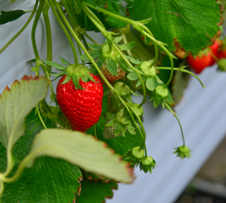 Strawberries grow in batches at a greenhouse in Mie Prefecture, Japan.の写真素材