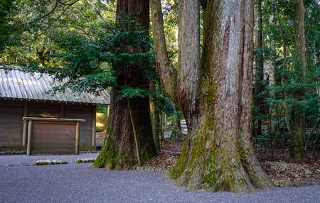 Huge trees with small house at forest in Mie, Japan.の写真素材