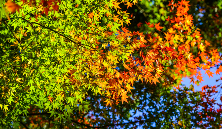 Nature background - colorful leaves under sun light at the autumn park in Nara, Japan.