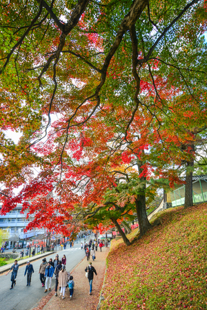 Nara, Japan - Nov 25, 2016. People walking at autumn park in Nara, Japan. Nara is Japan first permanent capital, was established in the year 710.のeditorial素材