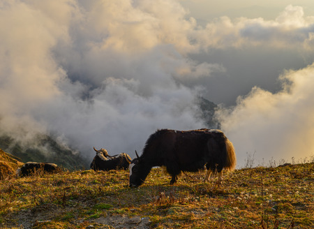 A yak eating grass on mountain at sunrise in Khopra, Nepal.の写真素材