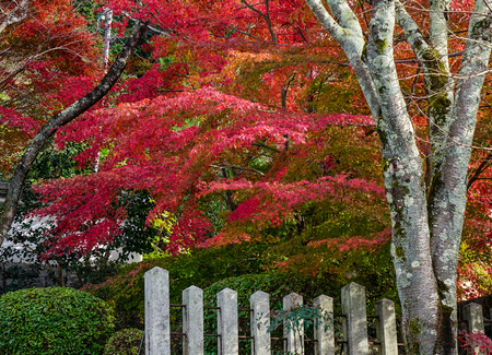 Maple trees with colorful leaves at autumn garden in Osaka, Japan.