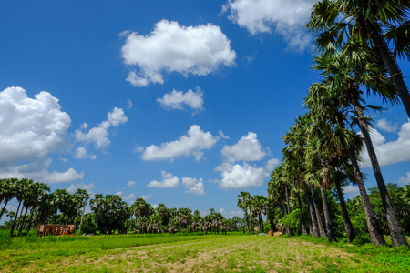 Empty field with palm trees at summer in Bagan, Myanmar.のeditorial素材