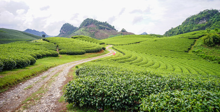 Tea field at summer in Moc Chau, Vietnam. Moc Chau Plateau is known as one of the most attractive tourists destination in Northern Vietnam.の写真素材