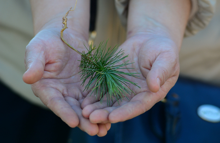 Hands holding a new pine tree. Nature background.の写真素材