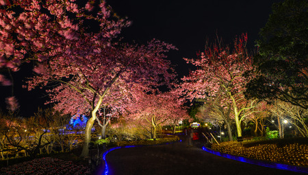 Illuminated cherry flowers at the park in Kyoto, Japan.のeditorial素材