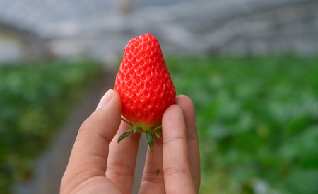 Hand holding strawberry fruits at greenhouse plantation in spring.の写真素材