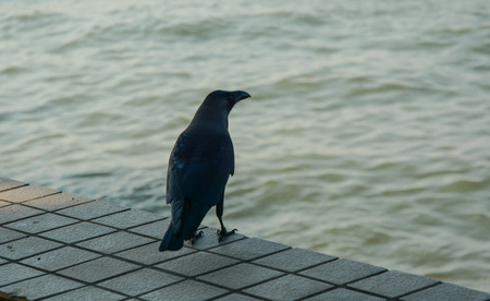 A black crow at the seaside park in George Town, Malaysia.の写真素材