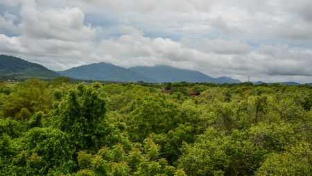 Green forest at summer day in Langkawi, Malaysia.の写真素材