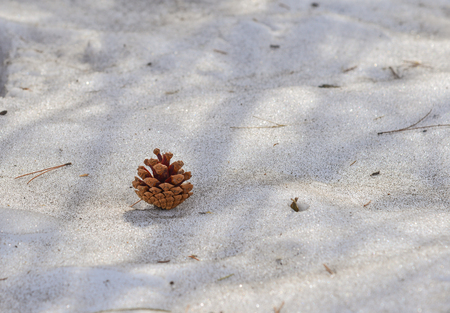 A pine cone on snow at forest in winter day.の写真素材