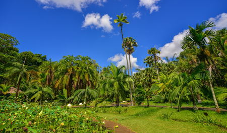 Trees at botanic garden on Mauritius Island. Mauritius is an island nation in the Indian Ocean about 2,000 kilometres.の写真素材