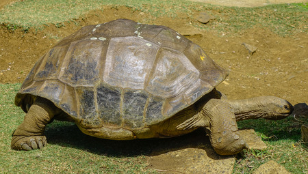 Giant turtle at the park in sunny day.
