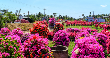 Can Tho, Vietnam - Jan 31, 2016. Bougainvillea flower plantation at spring time in Can Tho, Vietnam.のeditorial素材