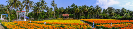 Can Tho, Vietnam - Jan 31, 2016. Panorama view of flower field at spring time in Can Tho, Vietnam.のeditorial素材