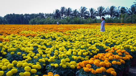 Can Tho, Vietnam - Jan 31, 2016. People working on flower field at spring time in Can Tho, Vietnam.