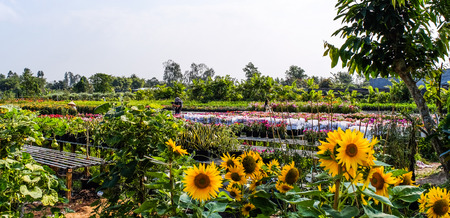 Flower garden at spring time in Can Tho, Vietnam.の写真素材