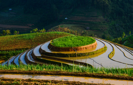 Terraced rice field at moonsoon season in Sapa, Vietnam. Sa Pa is famous for the terraced rice fields in North of Vietnam.の写真素材