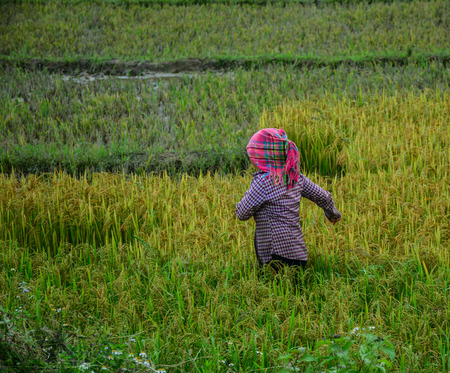 A woman with traditional head-dress standing on rice field in North of Vietnam.の写真素材