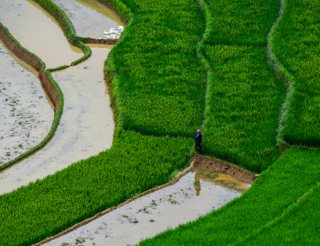 Sapa, Vietnam - May 29, 2016. A woman working on terraced rice field in Sapa, Vietnam. Sapa is famous for the terraced rice fields in North of Vietnam.のeditorial素材