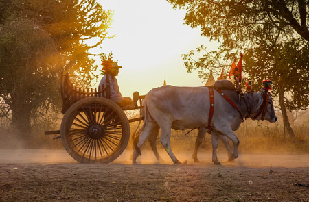 Bagan, Myanmar - Feb 19, 2016. An ox cart carrying tourists on dusty road at sunset in Bagan, Myanmar.のeditorial素材
