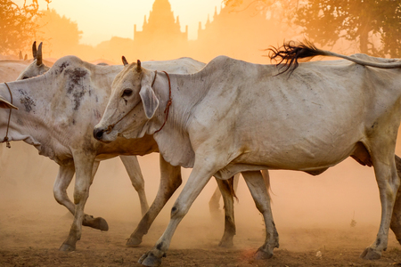 Cows walking on dusty road at sunset in Bagan, Myanmar.の写真素材